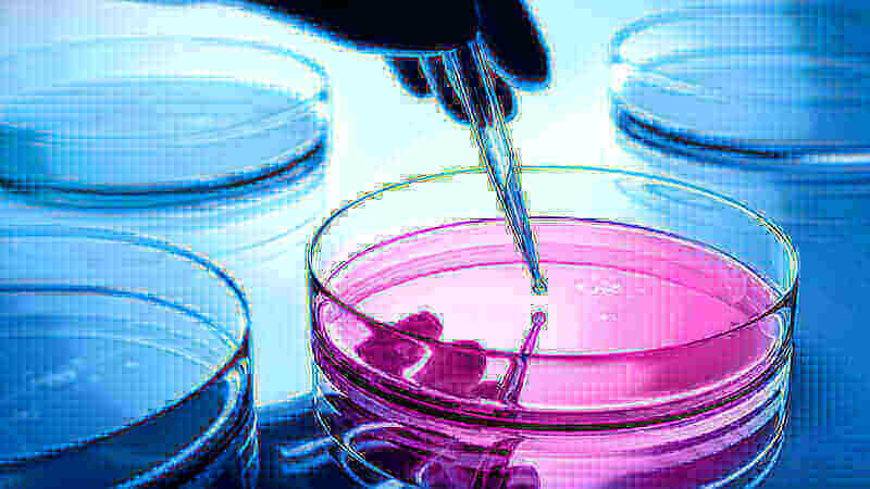 Chemiker pipettiert in eine Petrischale mit pinker Flüssigkeit