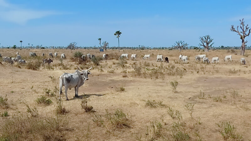 Grasland in Äthiopien mit Zebu-Rindern